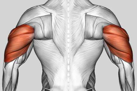 Exercise Category Muscles